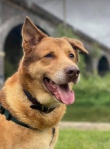 Butch a sandy coloured rescue dog | 1 Dog at a Time Rescue UK