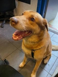 Butch a sandy coloured rescue dog | 1 Dog at a Time Rescue UK