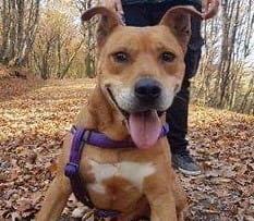 Charley - Reserved