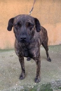 Della a brindle Romanian rescue dog ¦ 1 Dog at a Time Rescue UK