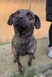 Della a brindle Romanian rescue dog ¦ 1 Dog at a Time Rescue UK