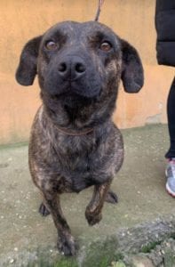 Della a brindle Romanian resuce dog 4 ¦ 1 Dog at a Time Rescue UK