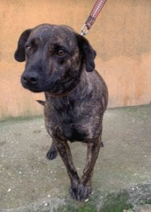 Della a brindle Romanian rescue dog ¦ 1 Dog at a Time Rescue UK