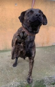 Della a brindle Romanian rescue dog ¦ 1 Dog at a Time Rescue UK