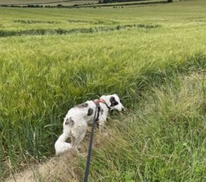 Lena Romanian rescue dog | 1 Dog at a Time Rescue UK