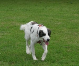 Lena Romanian rescue dog | 1 Dog at a Time Rescue UK