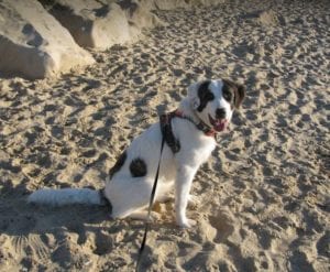 Lena Romanian rescue dog | 1 Dog at a Time Rescue UK