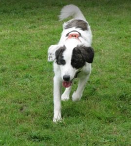 Lena Romanian rescue dog | 1 Dog at a Time Rescue UK