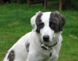 Lena Romanian rescue dog | 1 Dog at a Time Rescue UK