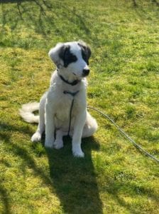 Lena Romanian rescue dog | 1 Dog at a Time Rescue UK