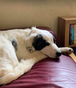 Lena Romanian rescue dog | 1 Dog at a Time Rescue UK