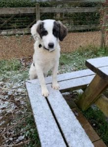 Lena Romanian rescue dog | 1 Dog at a Time Rescue UK