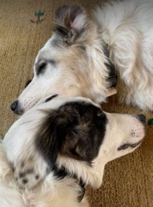 Lena Romanian rescue dog | 1 Dog at a Time Rescue UK