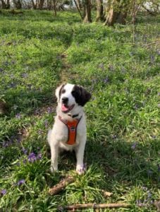 Lena Romanian rescue dog | 1 Dog at a Time Rescue UK