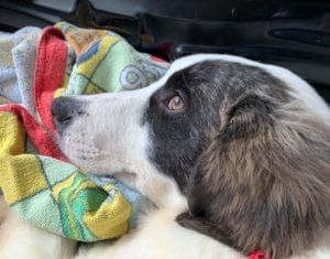 Lena Romanian rescue dog | 1 Dog at a Time Rescue UK