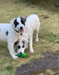 Lena Romanian rescue dog | 1 Dog at a Time Rescue UK