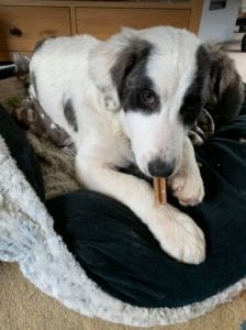 Lena Romanian rescue dog | 1 Dog at a Time Rescue UK