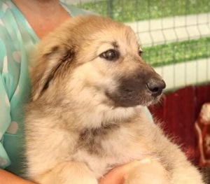 Luna a faun Romanian rescue puppy | 1 Dog at a Time Rescue UK