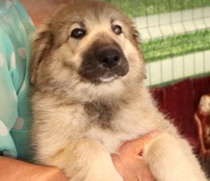 Luna a faun Romanian rescue puppy | 1 Dog at a Time Rescue UK