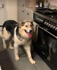 Milo Romanian Rescue Dog ¦ 1 Dog at a Time Rescue UK