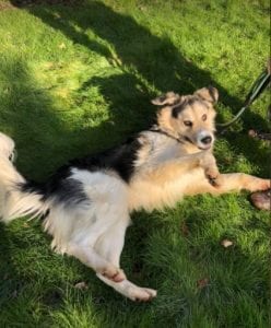 Milo Romanian Rescue Dog ¦ 1 Dog at a Time Rescue UK