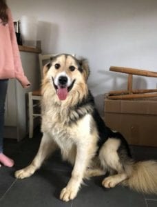 Milo Romanian Rescue Dog ¦ 1 Dog at a Time Rescue UK