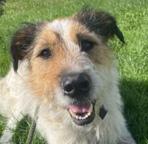 Ollie a white and tan Romanian rescue dog | 1 Dog at a Time Rescue UK