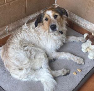 Ollie a white and tan Romanian rescue dog | 1 Dog at a Time Rescue UK