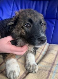 Rune a Romanian rescue puppy ¦ 1 Dog at a Time rescue UK