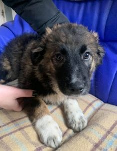 Rune a Romanian rescue puppy ¦ 1 Dog at a Time rescue UK