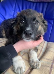 Rune a Romanian rescue puppy ¦ 1 Dog at a Time rescue UK