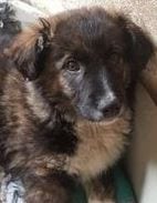 Rune a Romanian rescue puppy ¦ 1 Dog at a Time rescue UK