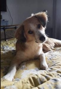 Rupert a white and faun Romanian rescue puppy | 1 Dog at a Time Rescue UK