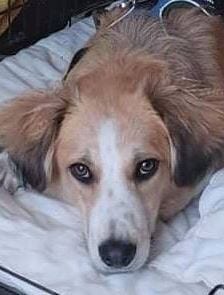 Rupert a white and faun Romanian rescue puppy | 1 Dog at a Time Rescue UK