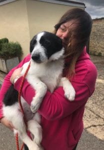 Tommy a black and white Romanian rescue puppy | 1 Dog at a Time Rescue UK