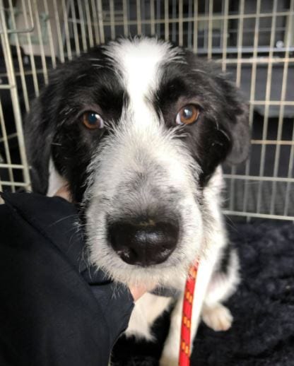 Tommy a black and white Romanian rescue puppy 14_1 Dog at a Time Rescue UK Tommy a black and white Romanian rescue puppy | 1 Dog at a Time Rescue UK