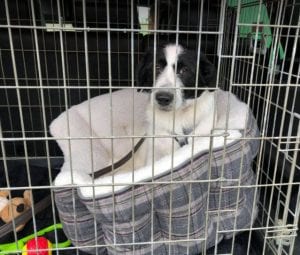 Tommy a black and white Romanian rescue puppy | 1 Dog at a Time Rescue UK