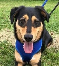 Monty - Home Pending