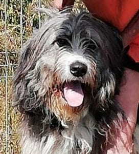 Frankie - Reserved