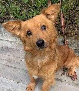 Sammy - Home Pending