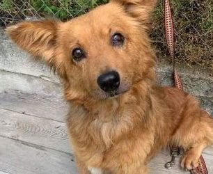 Sammy