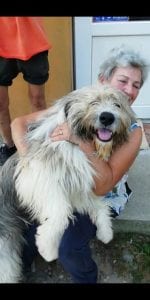 Teddy a beige romanian rescue dog | 1 dog at a time rescue uk