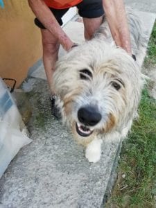 Teddy a beige romanian rescue dog | 1 dog at a time rescue uk