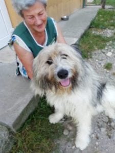 Teddy a beige romanian rescue dog | 1 dog at a time rescue uk