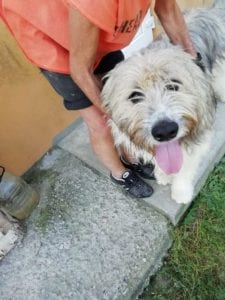 Teddy a beige romanian rescue dog | 1 dog at a time rescue uk