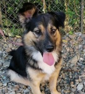Toby - Reserved