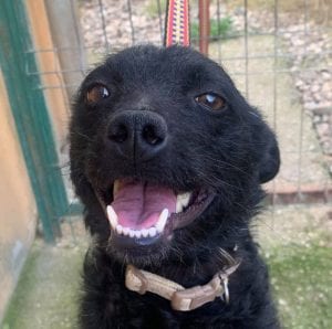 Abby - Reserved