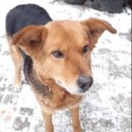 Colby black and tan Romanian rescue dog ¦ 1 Dog at a Time Rescue UK