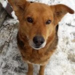 Colby black and tan Romanian rescue dog ¦ 1 Dog at a Time Rescue UK