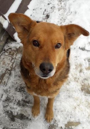 Colby black and tan Romanian rescue dog ¦ 1 Dog at a Time Rescue UK